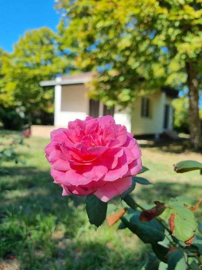 Fuk-Tak'S Bungalow Dojran Εξωτερικό φωτογραφία